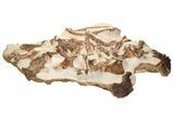 Block Of Mosasaur Vertebrae And Ribs - Asfla, Morocco #190001-1